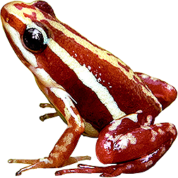 Santa Isabel Frog
